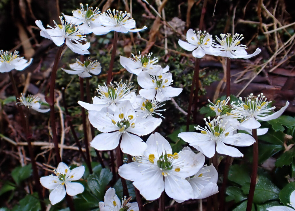 キタヤマオウレン　山門湿原